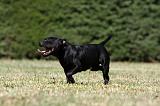 STAFFIE 381